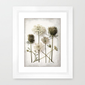 Queen Anne's Lace