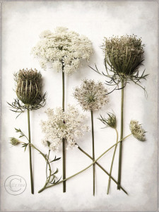 Beneth Northern Skies - Queen Anne's Lace